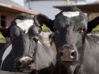 Strategic Partnership to Develop Cow Poop To Fuel